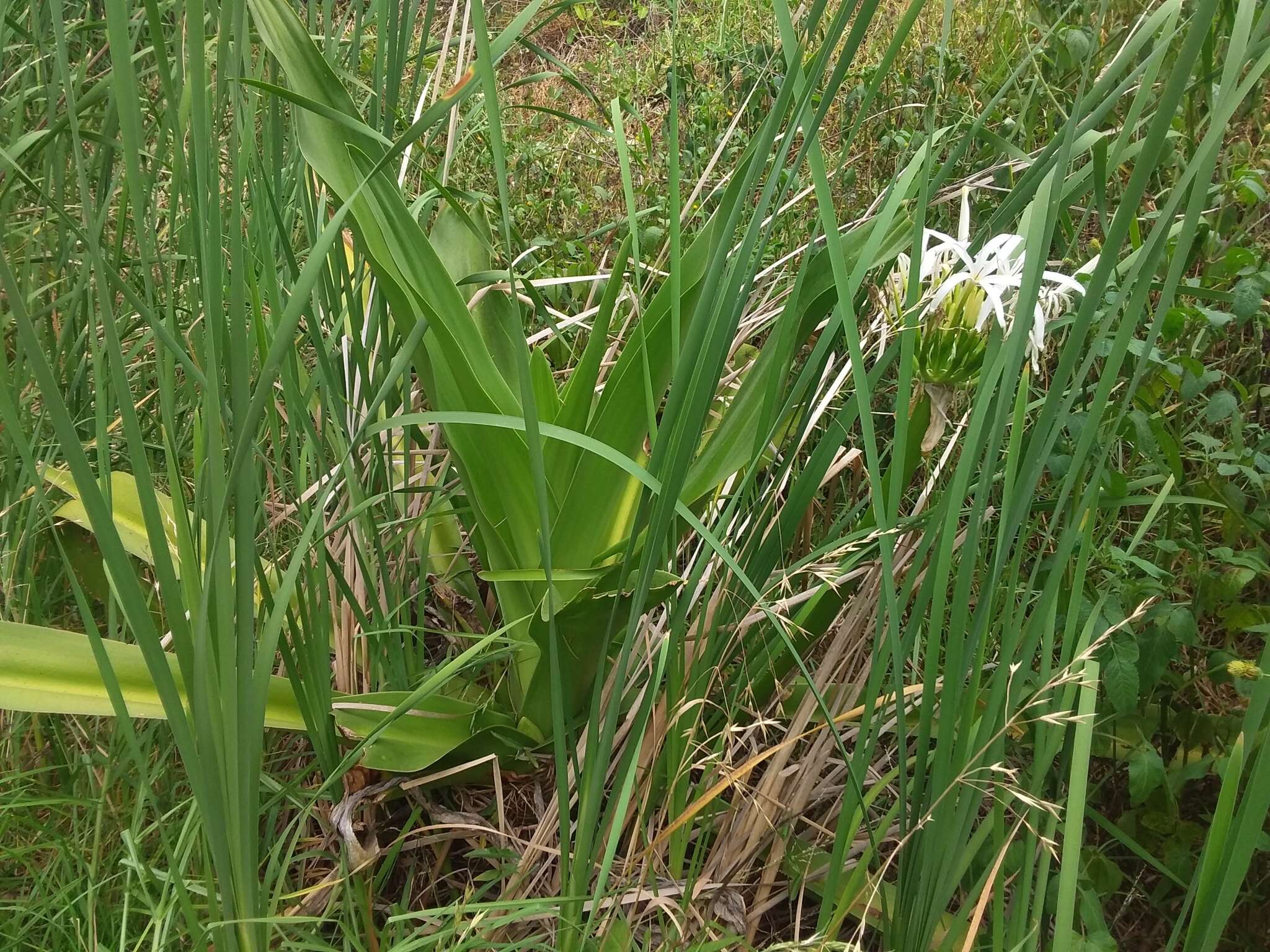 Image of Mangrove lily