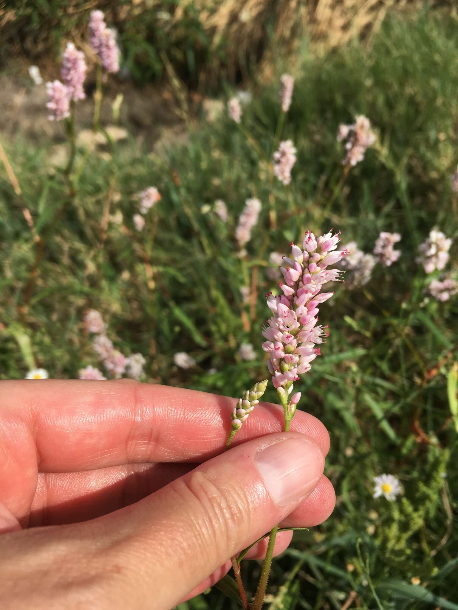 Image of Pink Knotweed