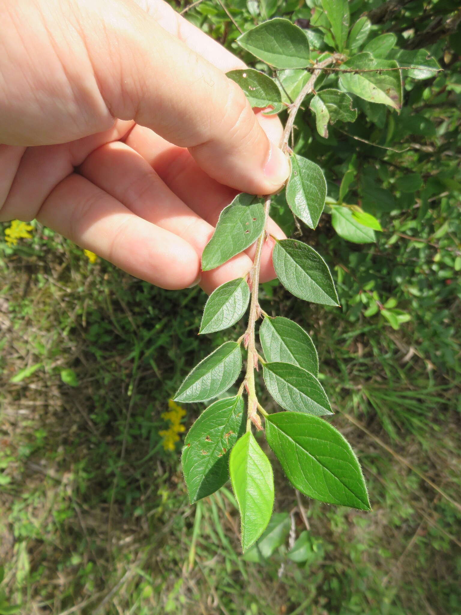 Plancia ëd Cotoneaster lucidus Schltdl.