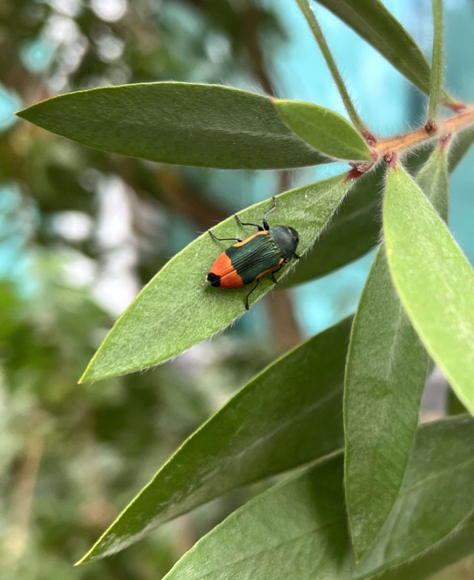 Image of Castiarina kerremansi (Blackburn 1890)