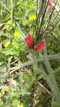 Image of Cretan viper's bugloss