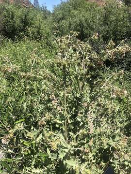 Image of Mt. Hamilton thistle