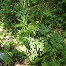 Fourraea alpina (L.) Greuter & Burdet resmi