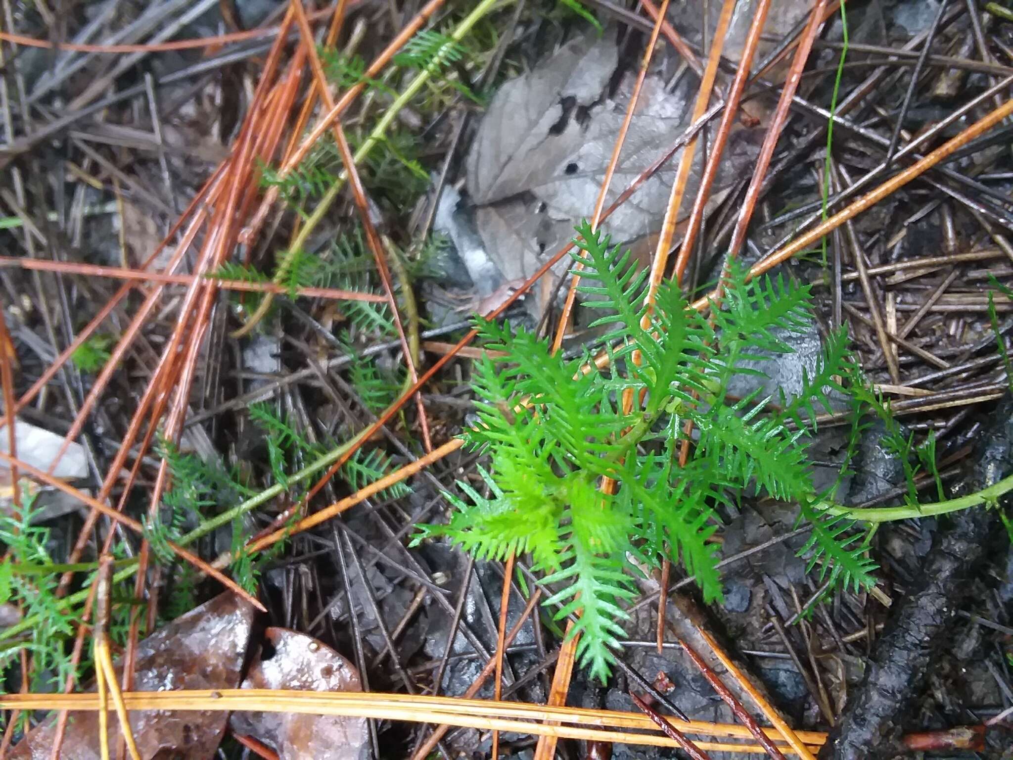 Image of Intermediate Mermaidweed