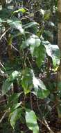Sivun Pseudoweinmannia lachnocarpa (F. Müll.) Engl. kuva