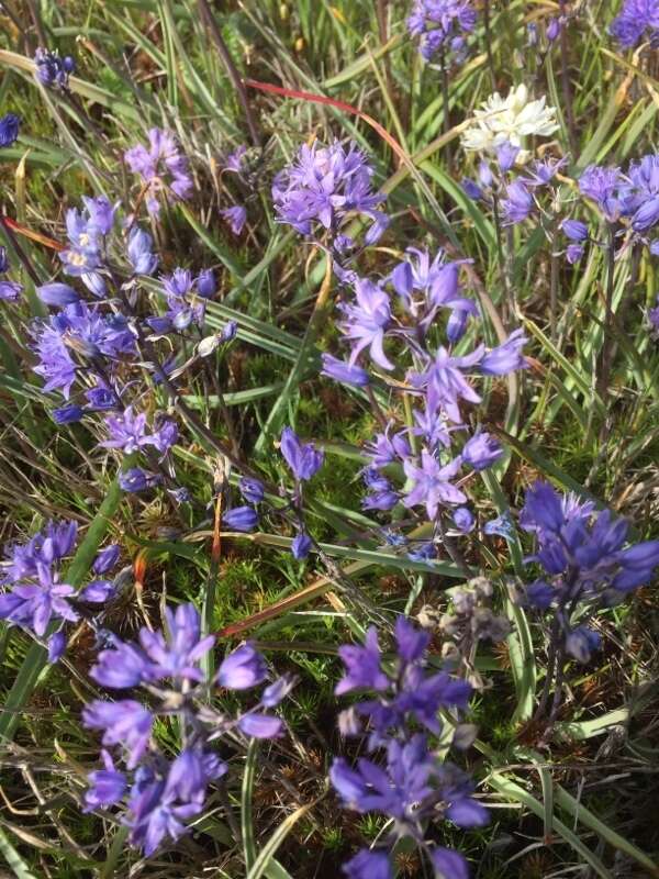 Image of Scilla verna subsp. ramburii (Boiss.) K. Richt.