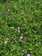 Imagem de Geranium asphodeloides subsp. tauricum (Rupr.) Fritsch