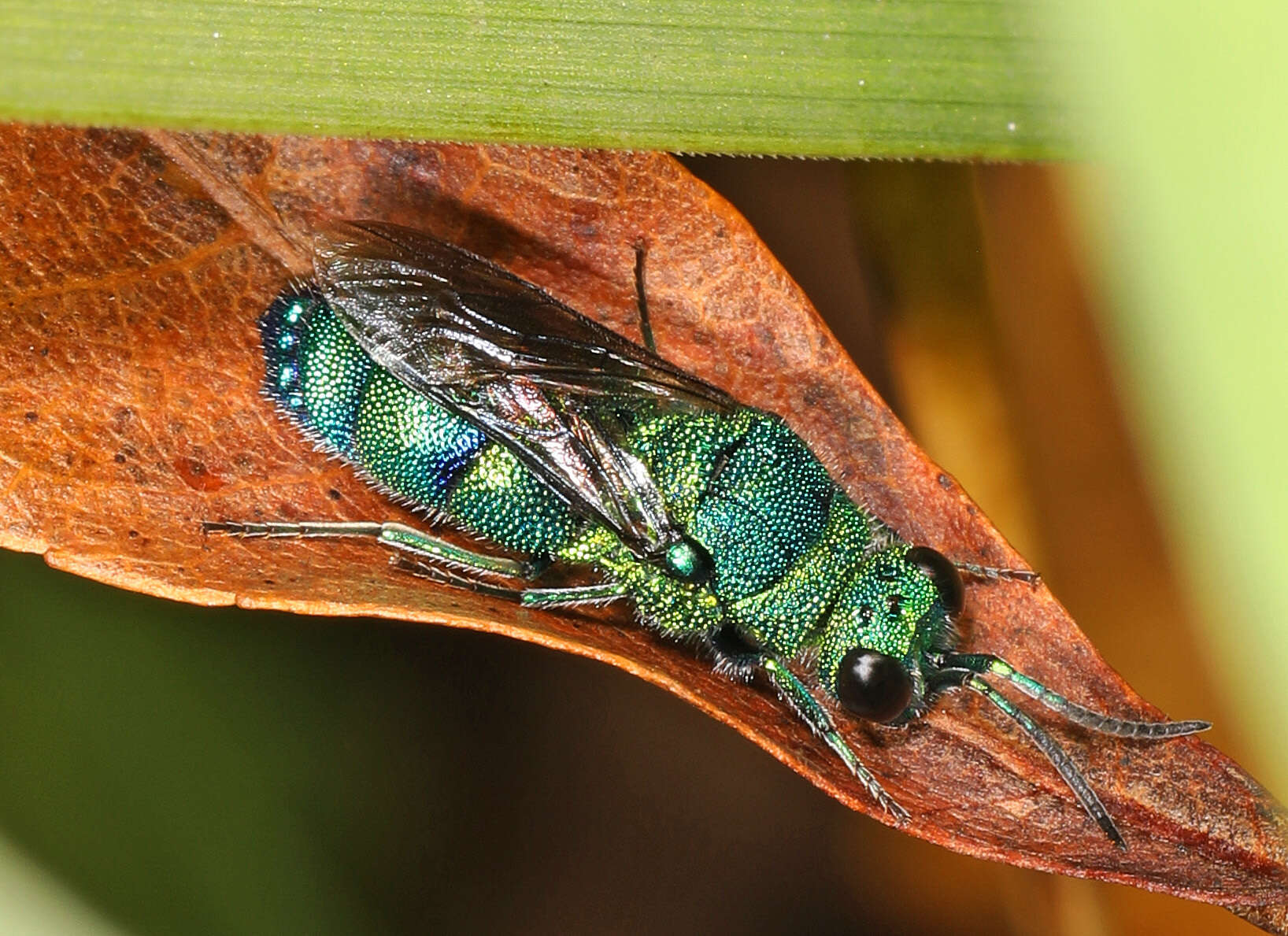 Image of <i>Chrysis conica</i> Brullé 1846