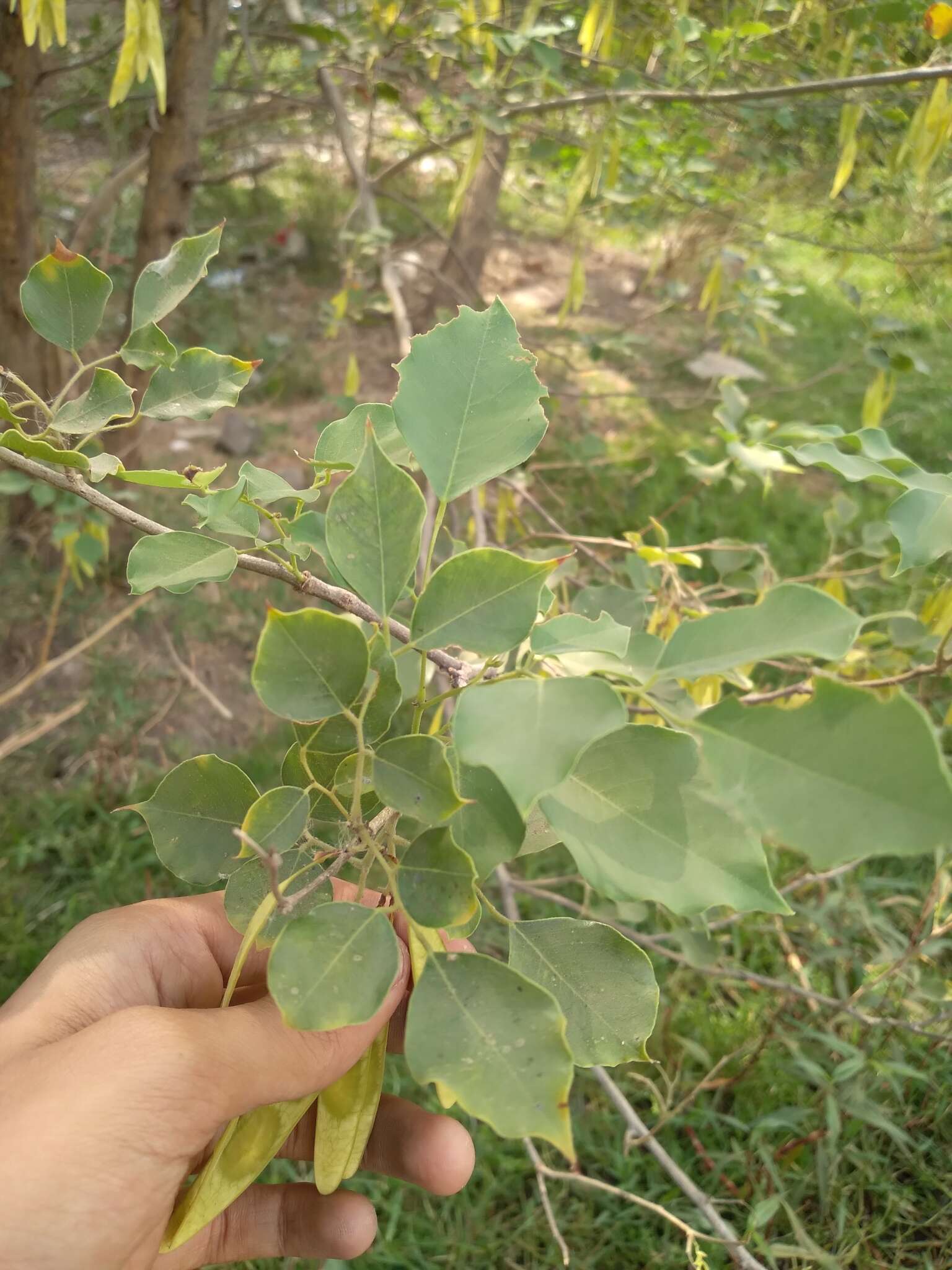 Image of Indian rosewood