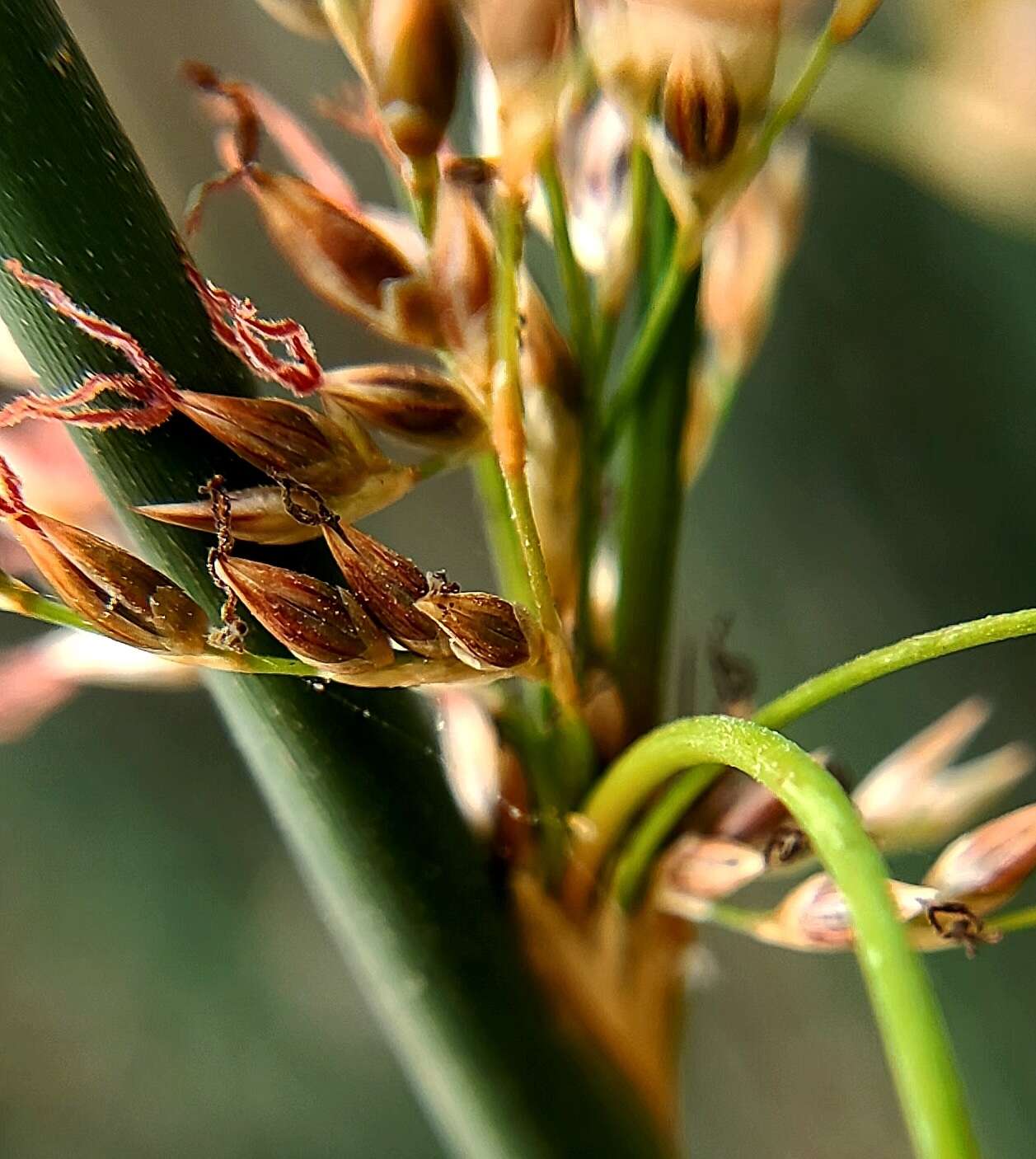 Image of basket rush