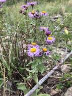 Слика од Erigeron formosissimus Greene