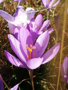 Crocus nudiflorus Sm. resmi