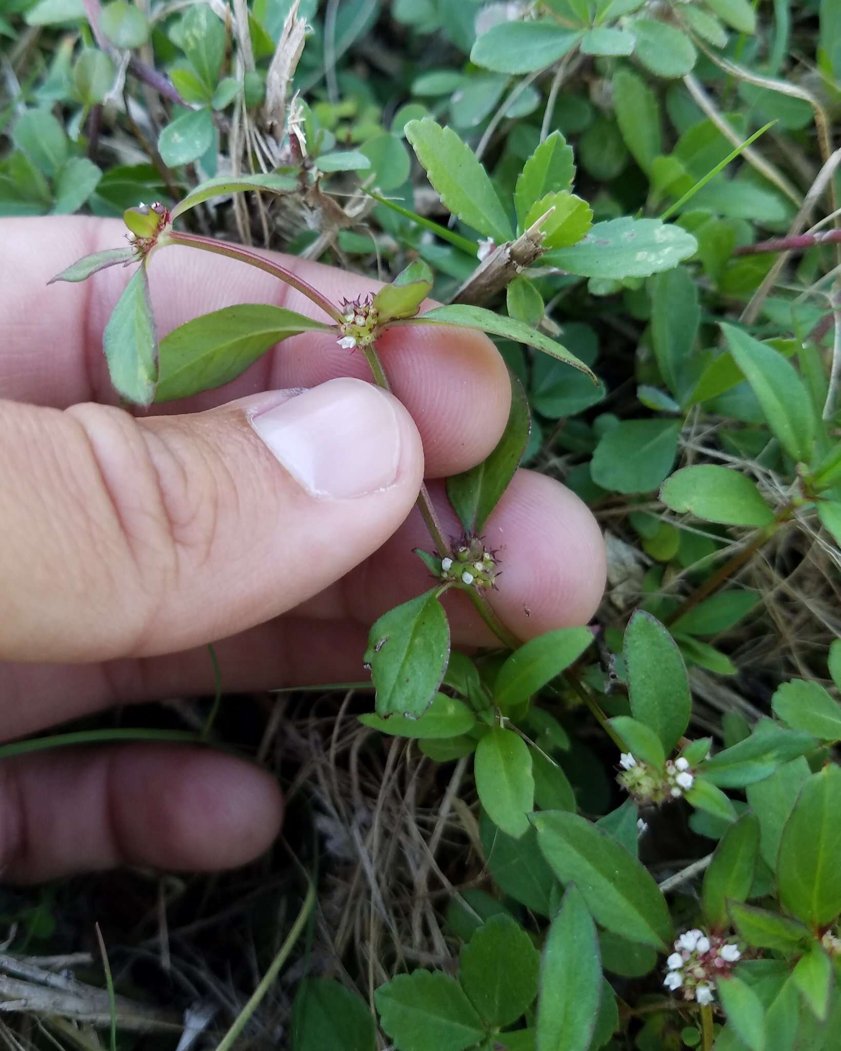 Imagem de Spermacoce keyensis Small