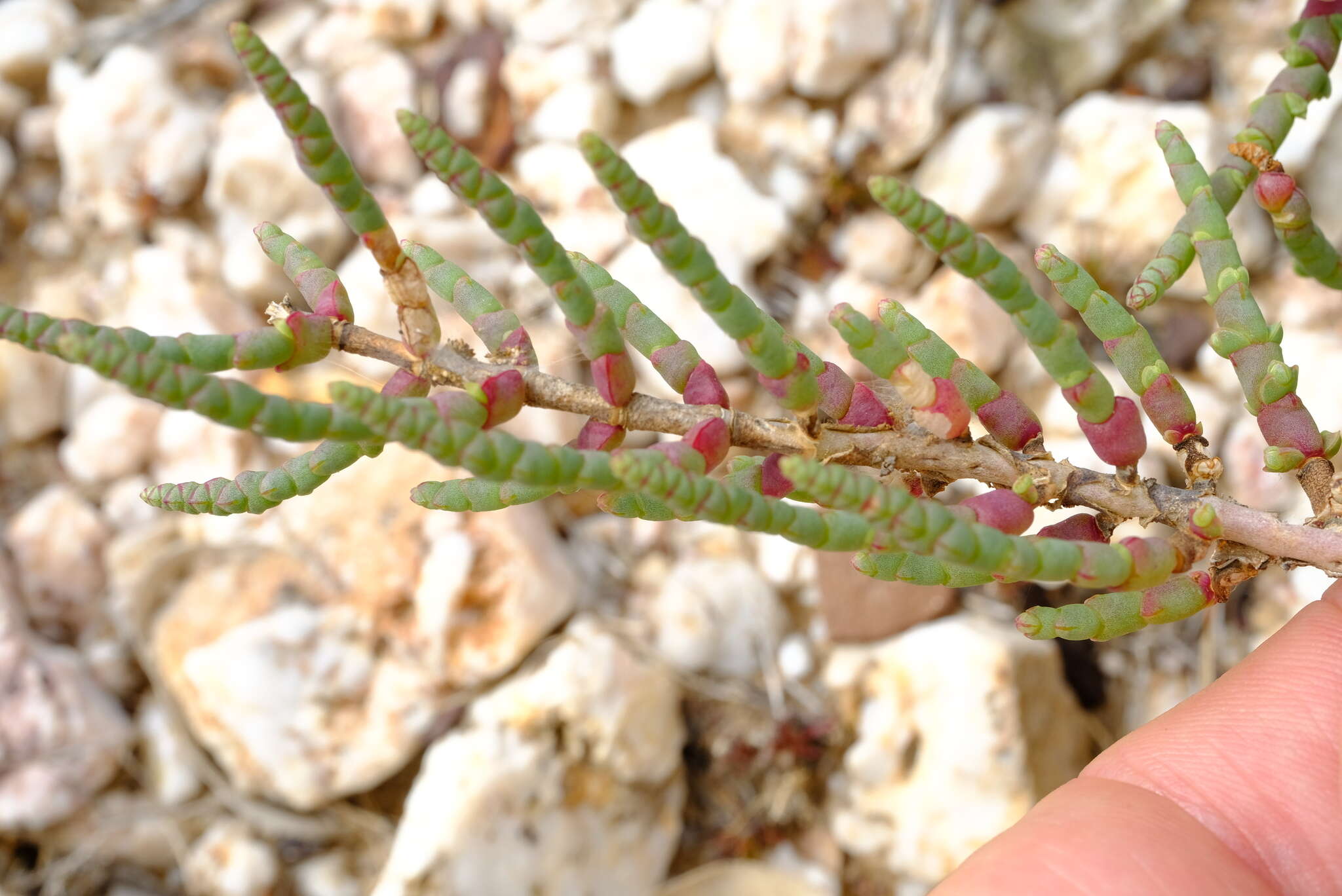 Image of Salicornia pillansii (Moss) Piirainen & G. Kadereit