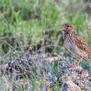 Image of Dupont's Lark