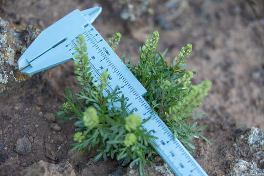 Image of Lepidium horstii Johow ex Skottsb.