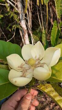 صورة Magnolia ovata (A. St.-Hil.) Spreng.