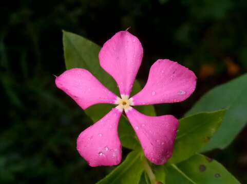 Image of Catharanthus trichophyllus (Baker) Pichon