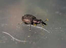 Image of Weevil