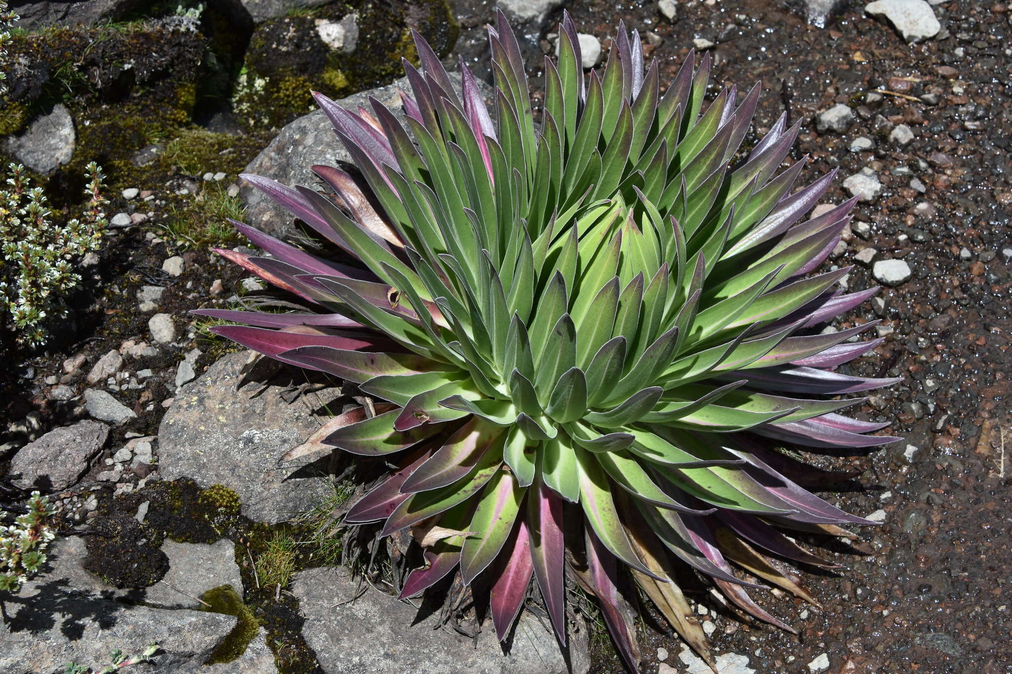 Image of Lobelia gregoriana subsp. gregoriana