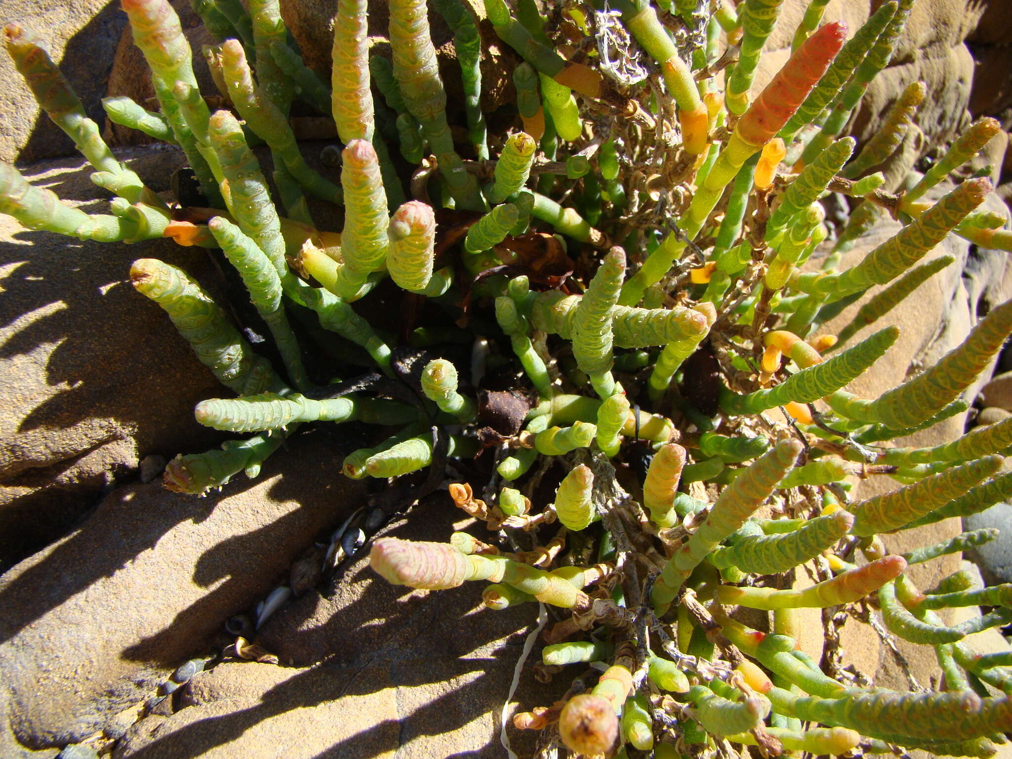 Sivun Salicornia quinqueflora Bunge ex Ung.-Sternb. kuva