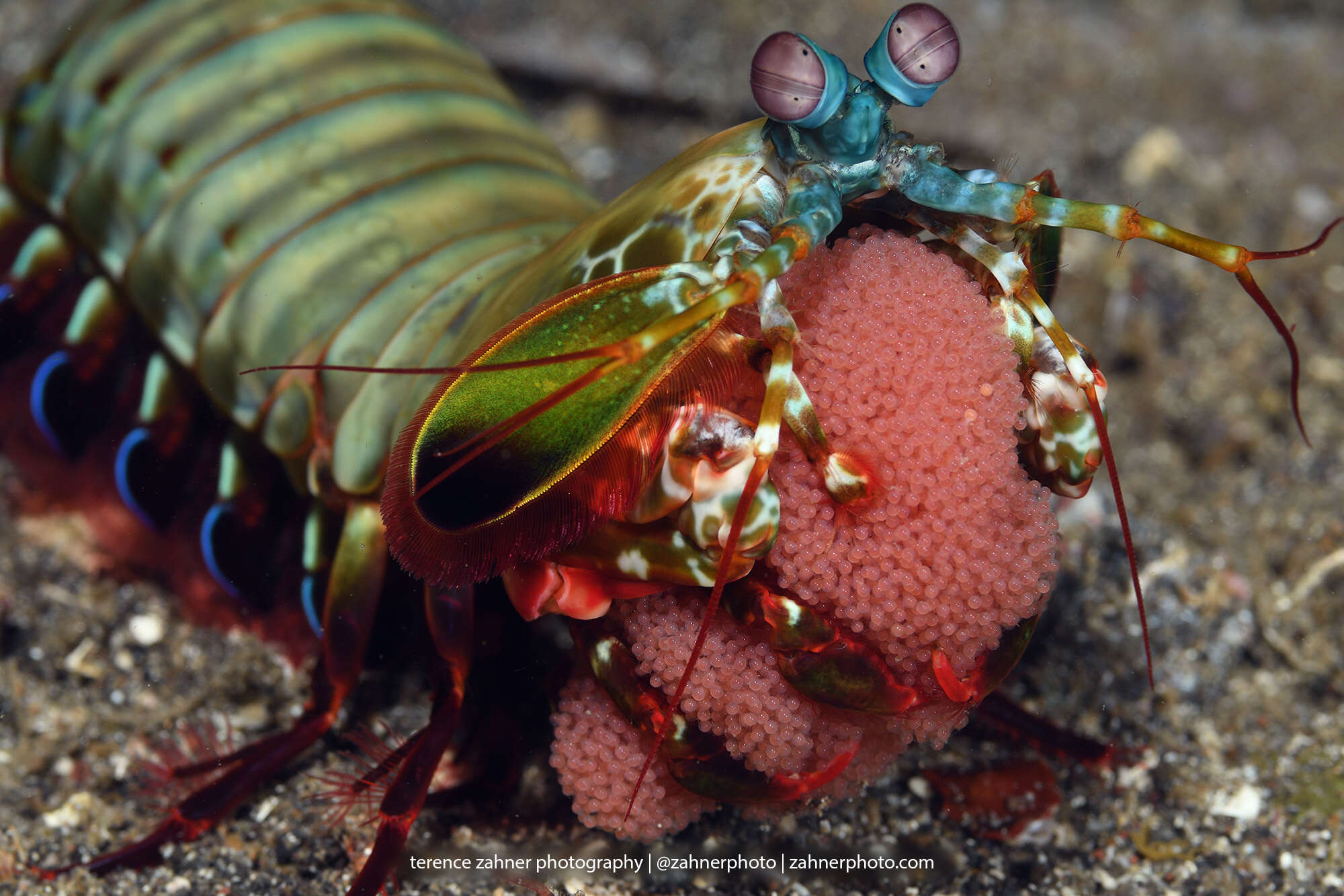 Image of peacock mantis shrimp