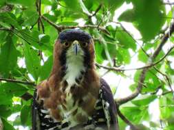 Spizaetus ornatus (Daudin 1800) resmi