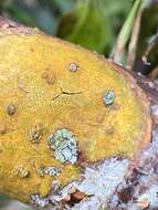 Image of wart lichen