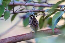 Image of Yellow-browed Bunting