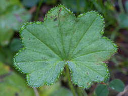 صورة Alchemilla filicaulis Buser