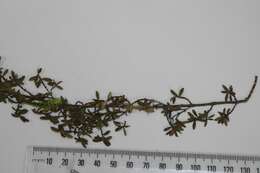 Image of Coprosma microcarpa Hook. fil.