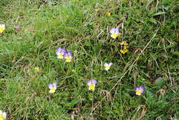 Image of Viola culminis F. Fen. & Moraldo