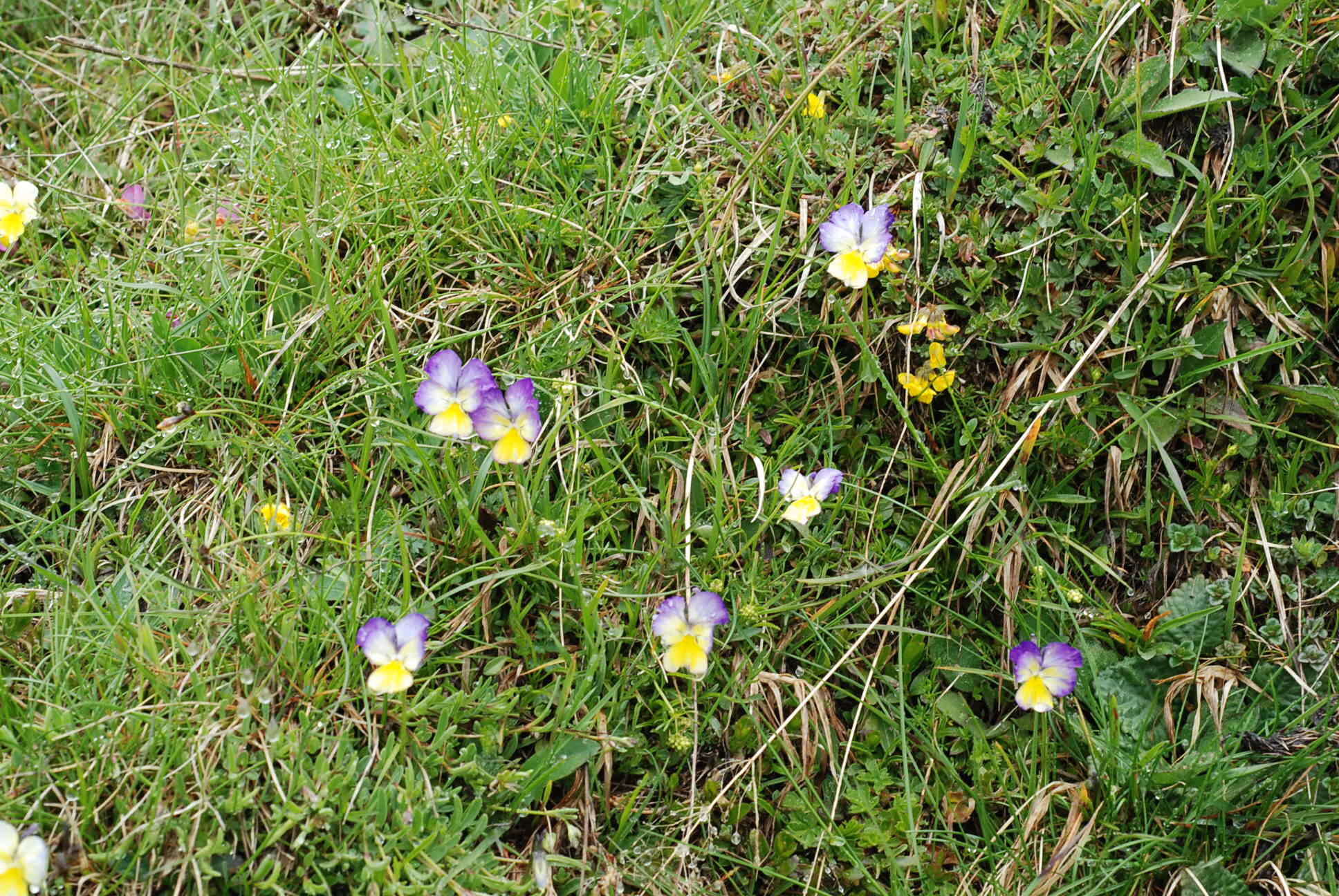 Image of Viola culminis F. Fen. & Moraldo