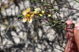Image of Roepera spinosa (L.) Beier & Thulin