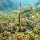 Image de Axinella polycapella de Laubenfels 1953