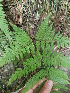 Image of Lastreopsis velutina (A. Rich.) Tindale