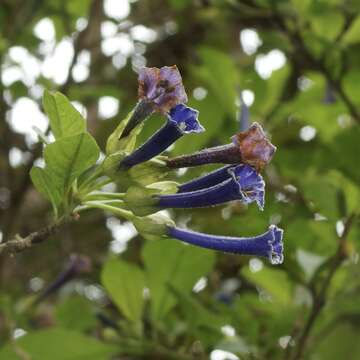 Image of Iochroma cyaneum (Lindl.) M. L. Green