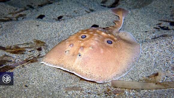 Image of Common Torpedo Ray