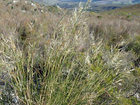 Imagem de Pentameris macrocalycina (Steud.) Schweick.