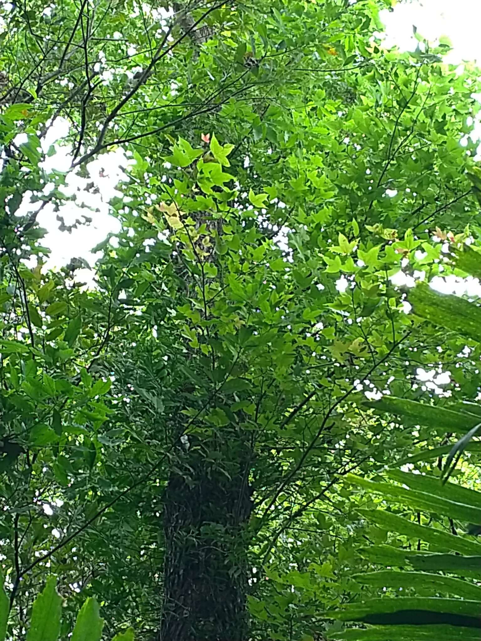 Image of Chinese Sweetgum