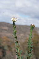 Image of Pimelea linifolia subsp. collina (R. Br.) Threlfall