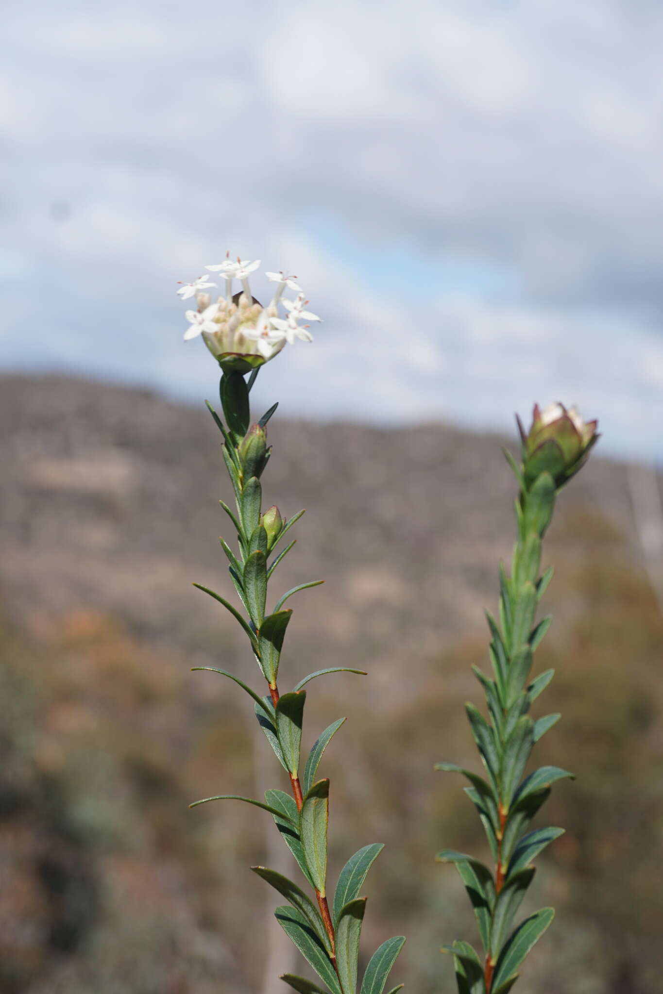 Image of Pimelea linifolia subsp. collina (R. Br.) Threlfall