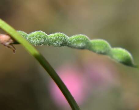 Image of Desmodium varians (Labill.) G. Don