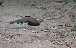 Image of Mountain Peacock-Pheasant