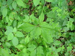 Image of largefruit blacksnakeroot