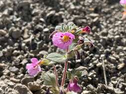 Image of Johnston's monkeyflower