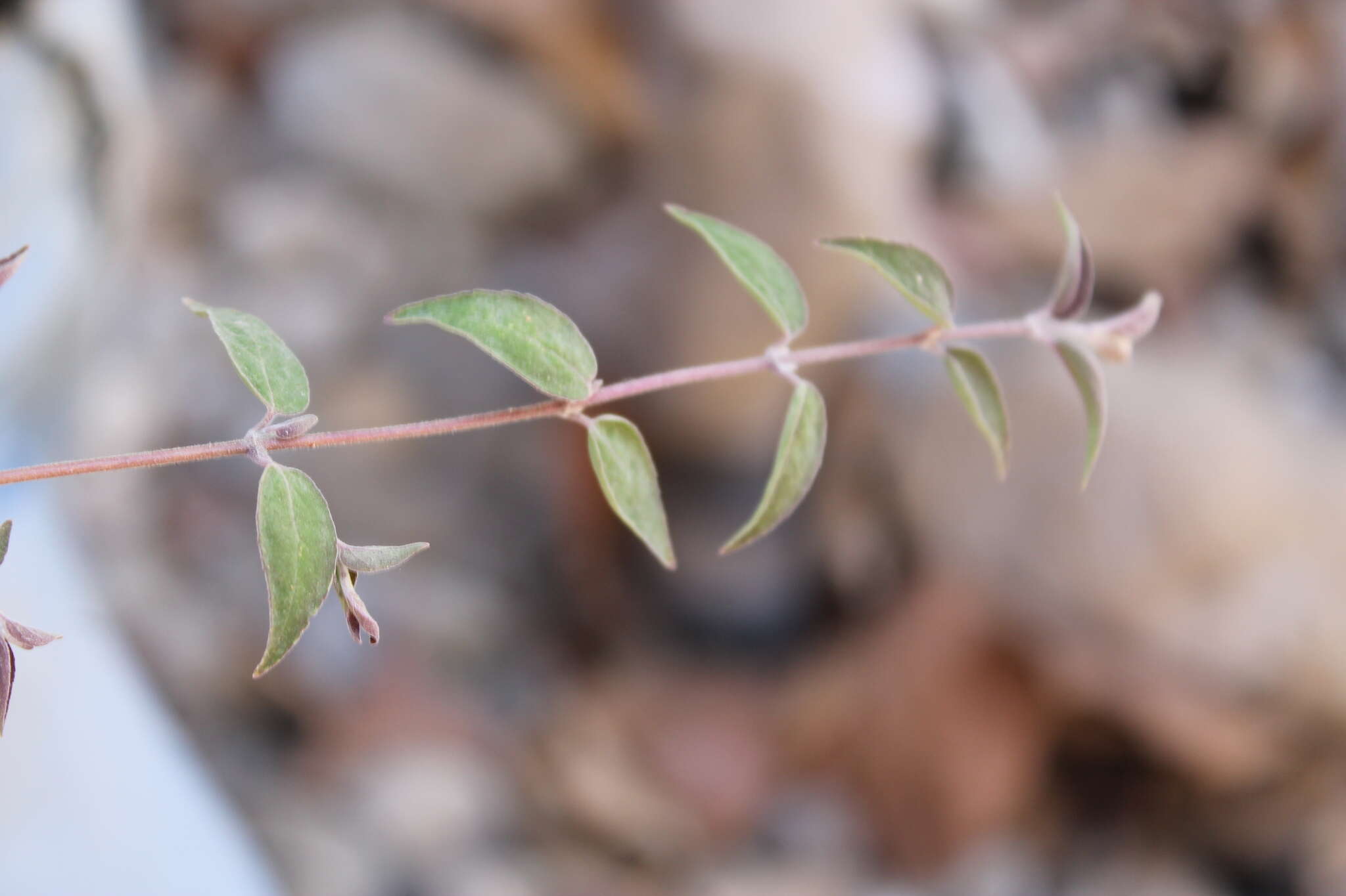 Image of Cunila polyantha Benth.