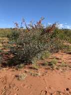 Image of Grevillea wickhamii Meissn.