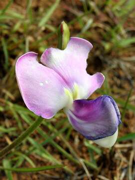 Image of Vigna unguiculata subsp. stenophylla (Harv.) Marechal et al.