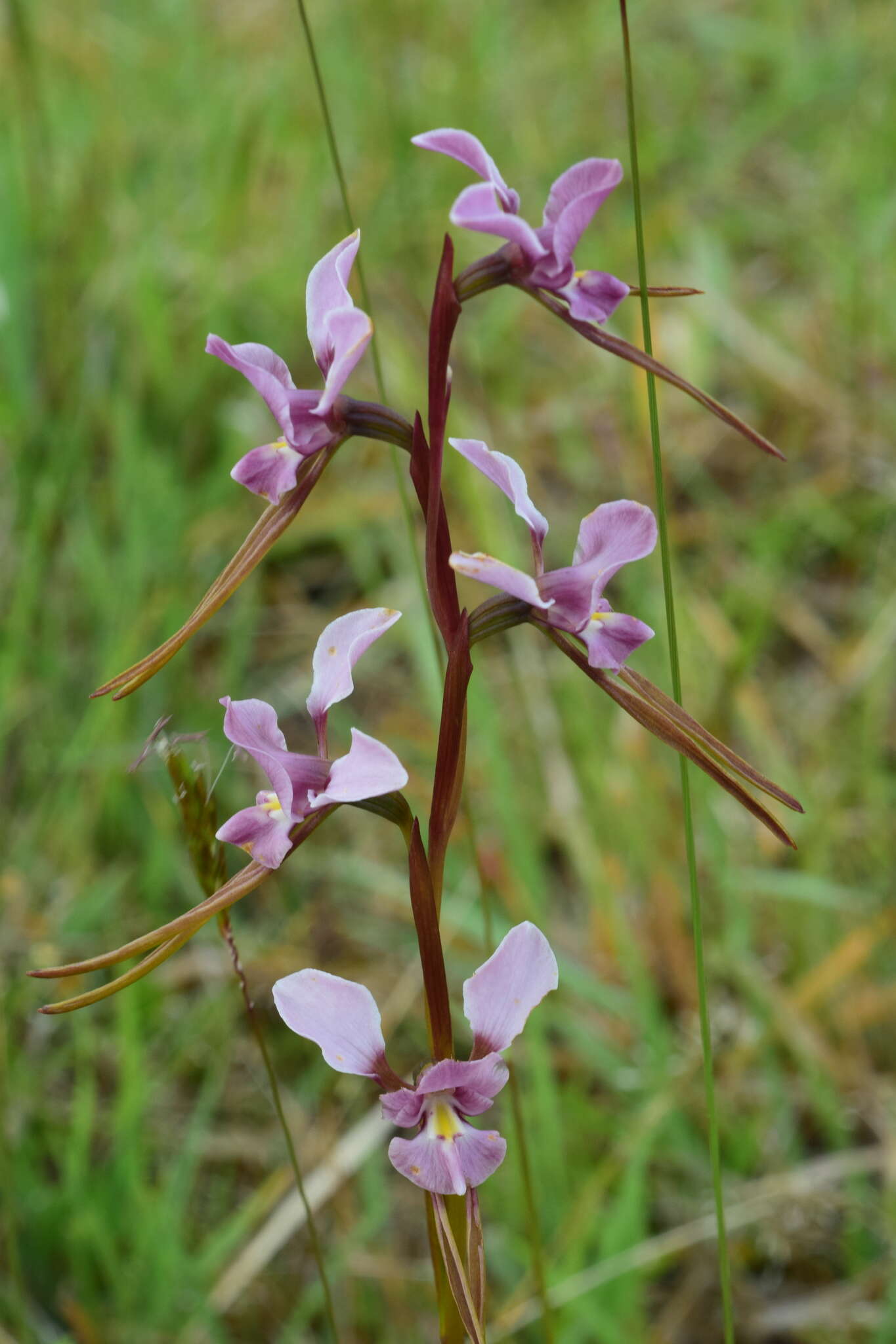 Image of Purple donkey orchid